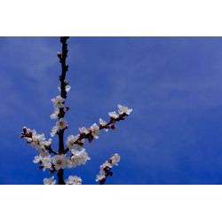 copy of "Occidentalismes :...